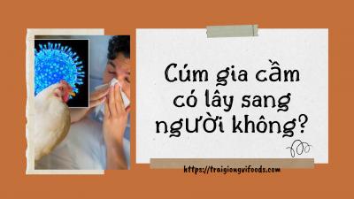 Cúm gia cầm có lây sang người không? Biểu hiện của cúm gia cầm